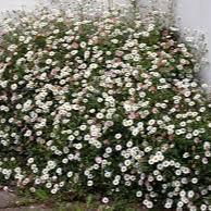 ERIGERON karvinskianus