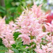 Astilbe x rosea Peach Blossom