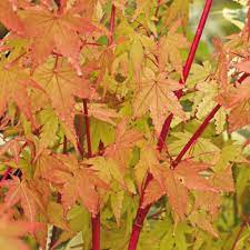 Acer palmatum Sangokaku  5 Ltr pot