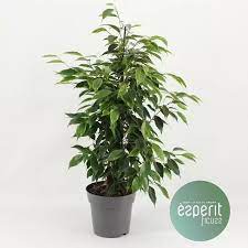 Weeping Fig Ficus Benjamina Anastasia (17cm Pot)