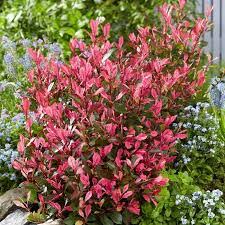 PHOTINIA Little Fenna