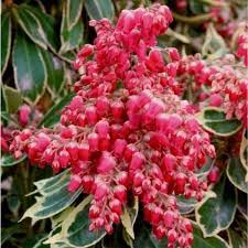 Pieris jap. Polar Passion PBR