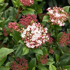 Viburnum Gwellian