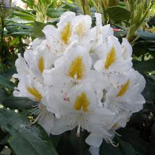 Rhododendron Madame Masson