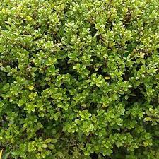 Ilex crenata Green Glory  35 CM BALL