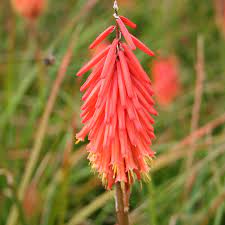 Kniphofia John Benary