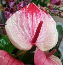 Anthurium and. Mystique  P17