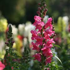 Antirrhinum Rose Pink