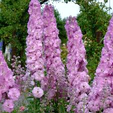 Delphinium delgenius Chantacy