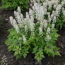 TIARELLA Timbuktu