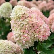 Hydrangea pan. Living Creations