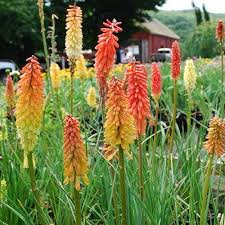 Kniphofia Flamenco