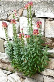 Antirrhinum majus