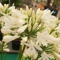 Agapanthus Amourette White