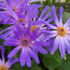 Senetti Salmon