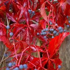 Parthenocissus quin. var engelmanii 3.0