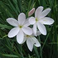 Schizostylis-cocc-Alba-Flower