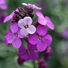 Erysimum Poem Lavender 2 Ltr