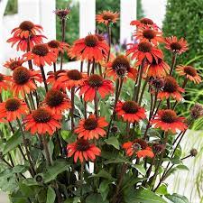 Echinacea SunSeekers Red