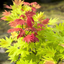 ACER SHIRASAWANUM MOONRISE CLT 15  TRONCO 90 CM   1/2 STD