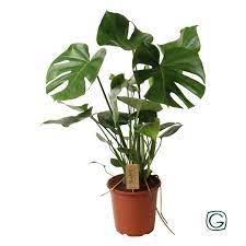 Monstera delicosa  P19