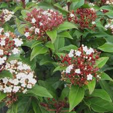 VIBURNUM TINUS LISA ROSE