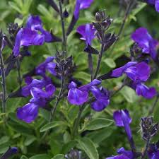 SALVIA SP Mirage Blue