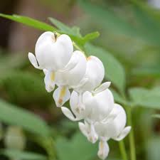 DICENTRA spectabilis Alba