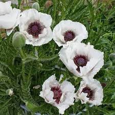 Papaver or. Perrys White