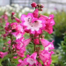 Penstemon Polaris Rose