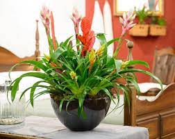 Bromelia Classic Mix  (9cm Pot)