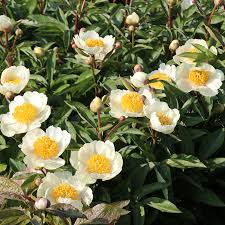 PAEONIA Claire de Lune