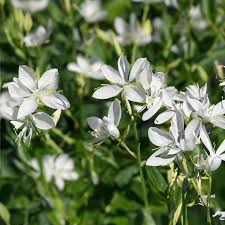 GAURA Papillion