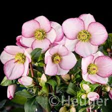 Helleborus Ice N Roses Picotee Helleborus HGC Ice N Ross Picotee P15 gold