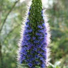 Echium candicans