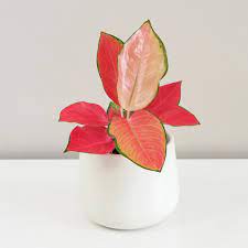 Chinese Evergreen Aglaonema Orange Star  (12cm Pot)