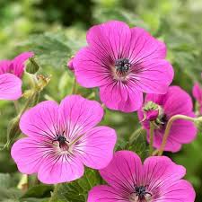 GERANIUM Pink Penny