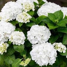 Hydrangea mac. Mophead White