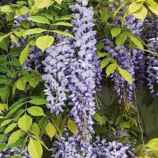 Wisteria sinensis Prolific  (180 cm cane)