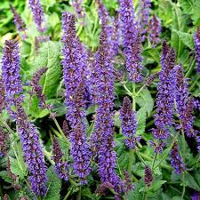 Salvia Mysty 2 Ltr