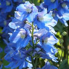 DELPHINIUM Piccolo