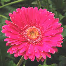 Gerbera 3 Ltr