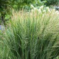 Panicum virgatum Buffalo Green