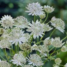 Astrantia major Shaggy