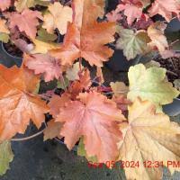 HEUCHERA Maple Syrup