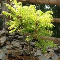 Rhus typh. Tiger Eyes  3 Ltr pot