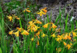 Crocosmia George Davison