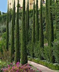 Cupressus sempervirens  P19