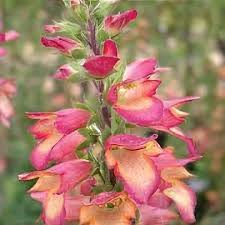 Digitalis Illumination Pink