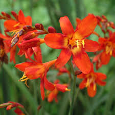 CROCOSMIA Babylon